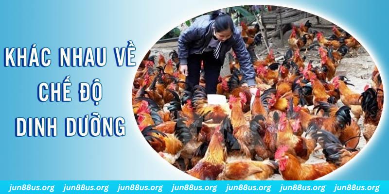link hi88 xổ số thứ sáu hàng tuần